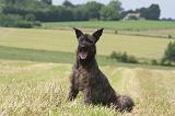 BOUVIER DES ARDENNES 330